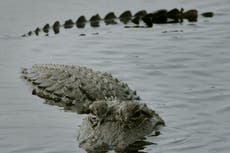 Vacationing children lasso Florida alligator with noose