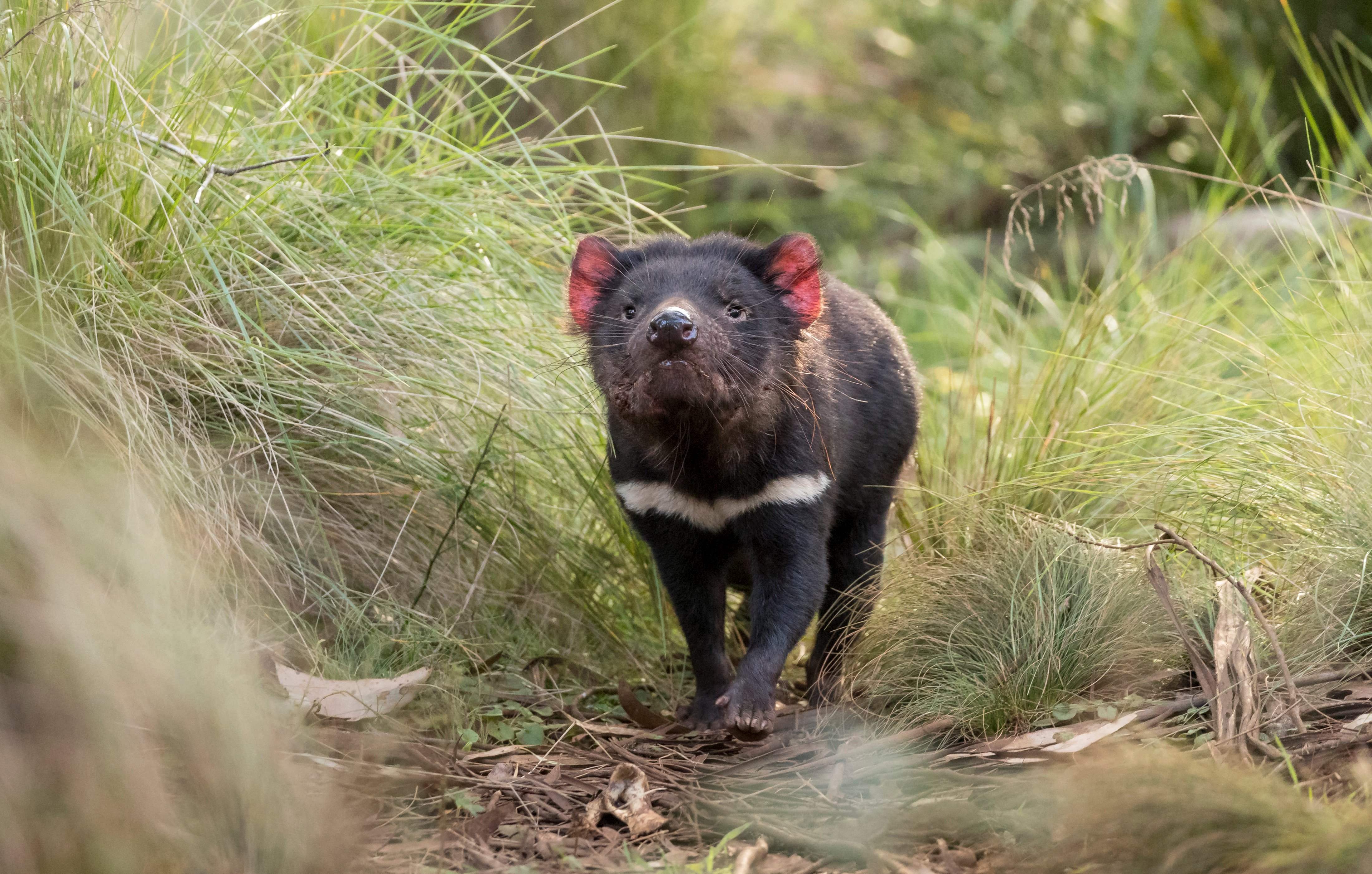 The Tasmanian devil is one of seven endagered species in Australia