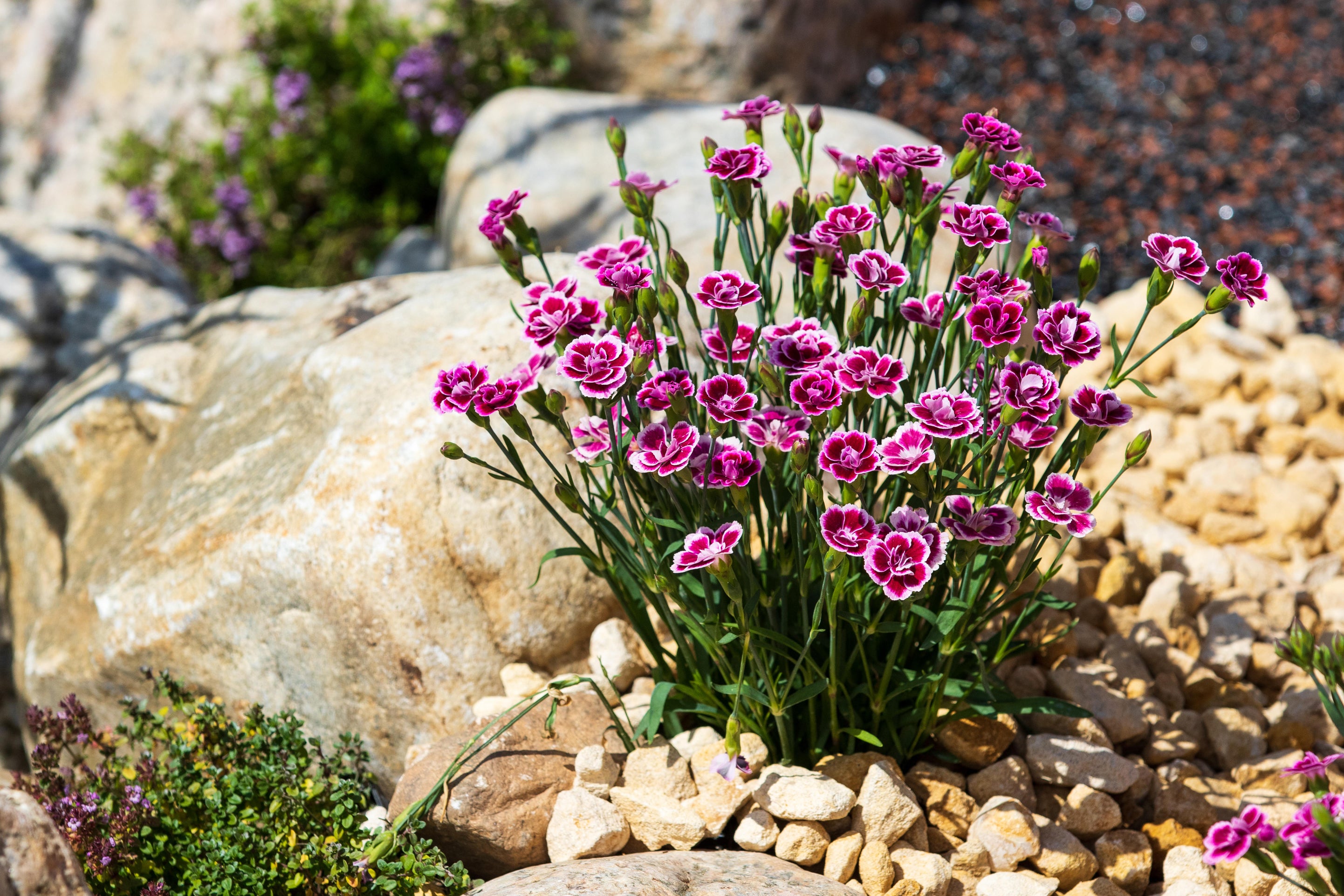 plant in rockery