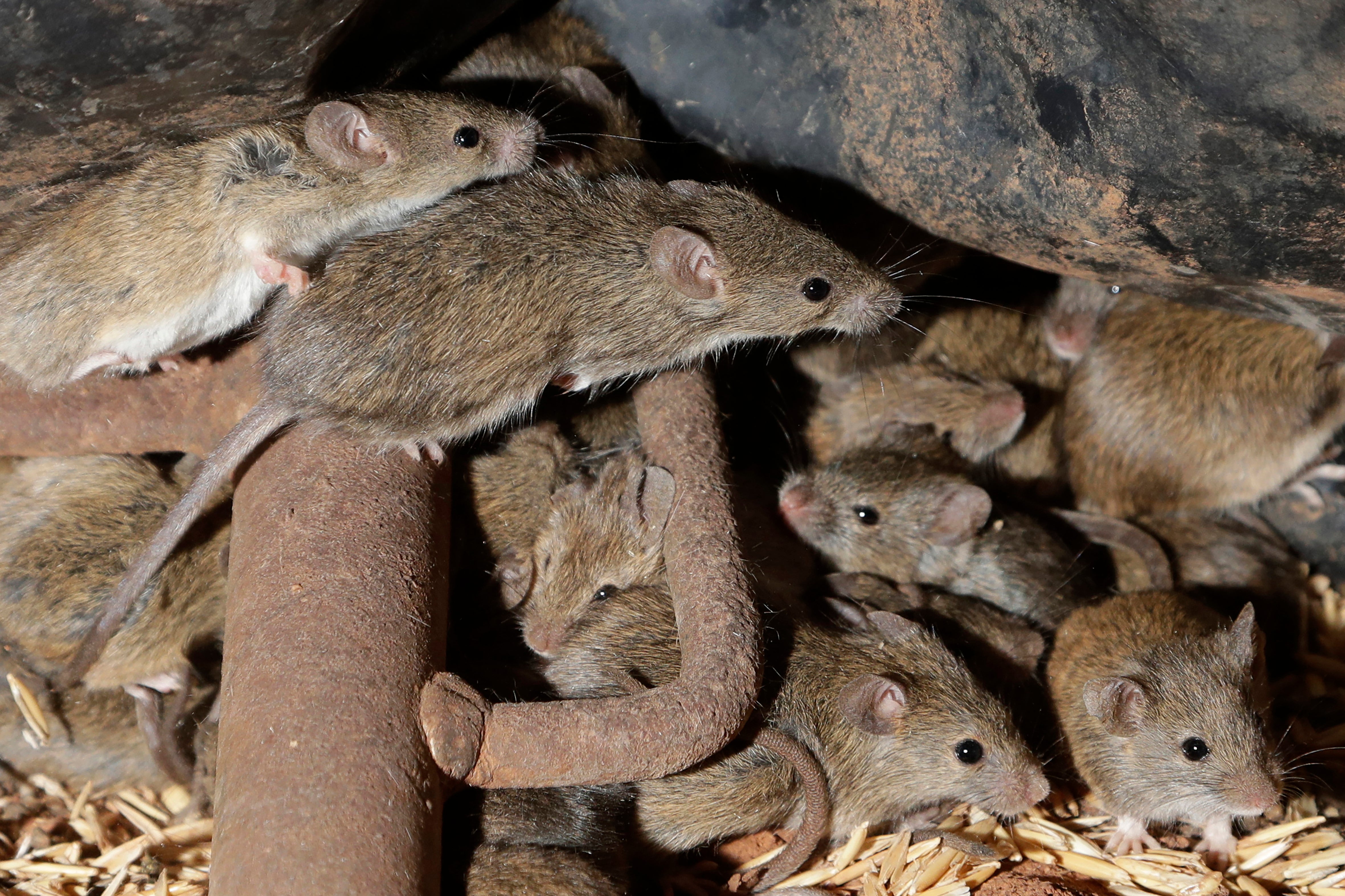 Australia Mice Plague