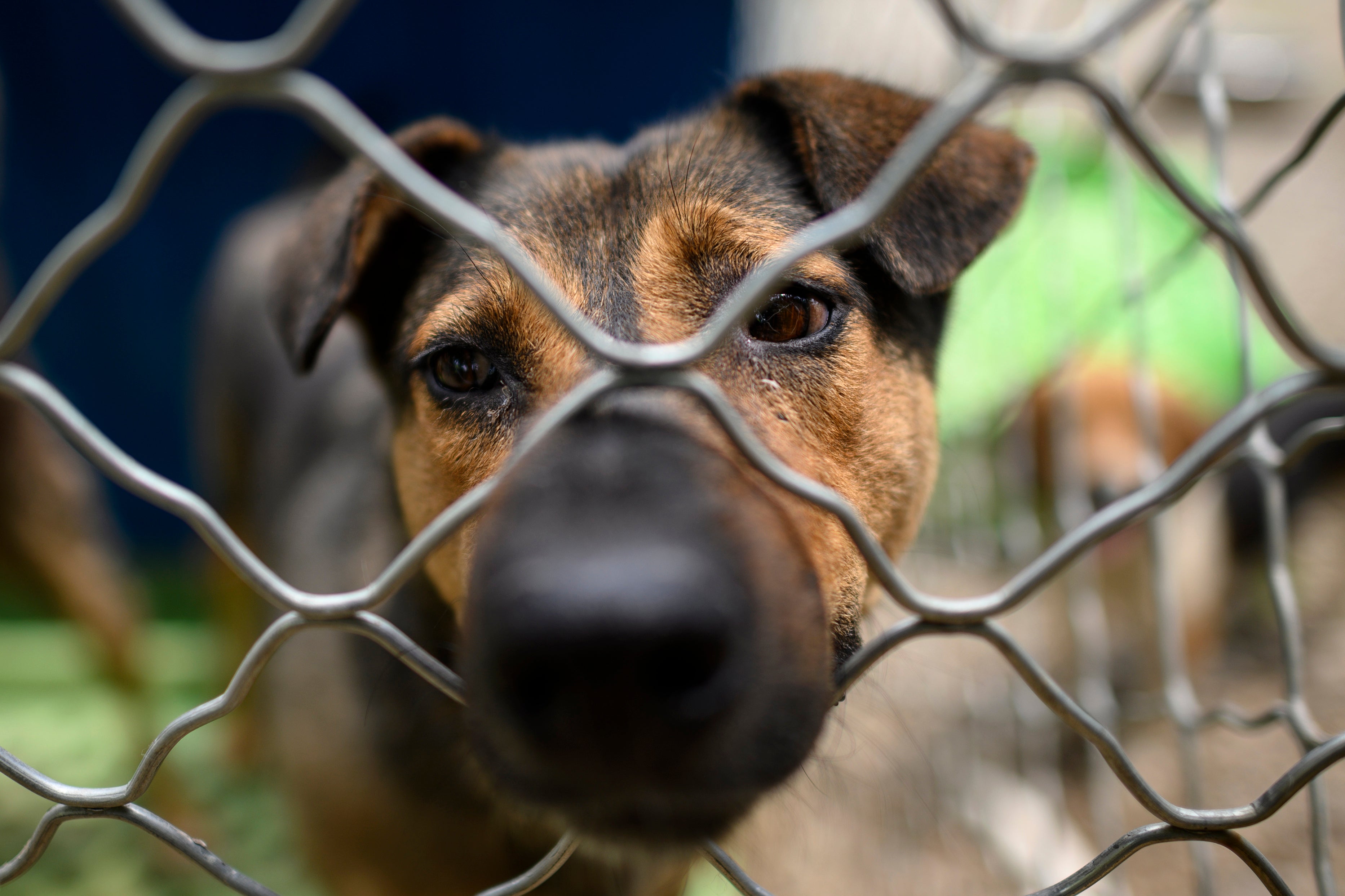 Up to 5,000 dogs are butchered annually at the Yulin Dog Meat festival in June