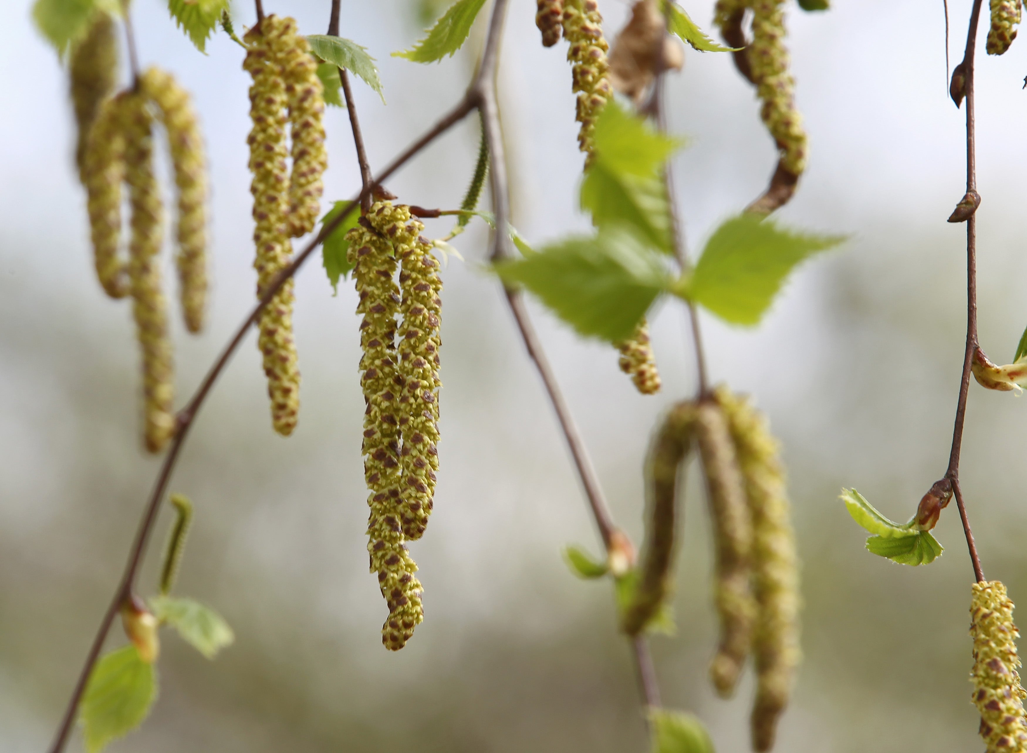 The UK’s birch season is becoming more severe, the study found