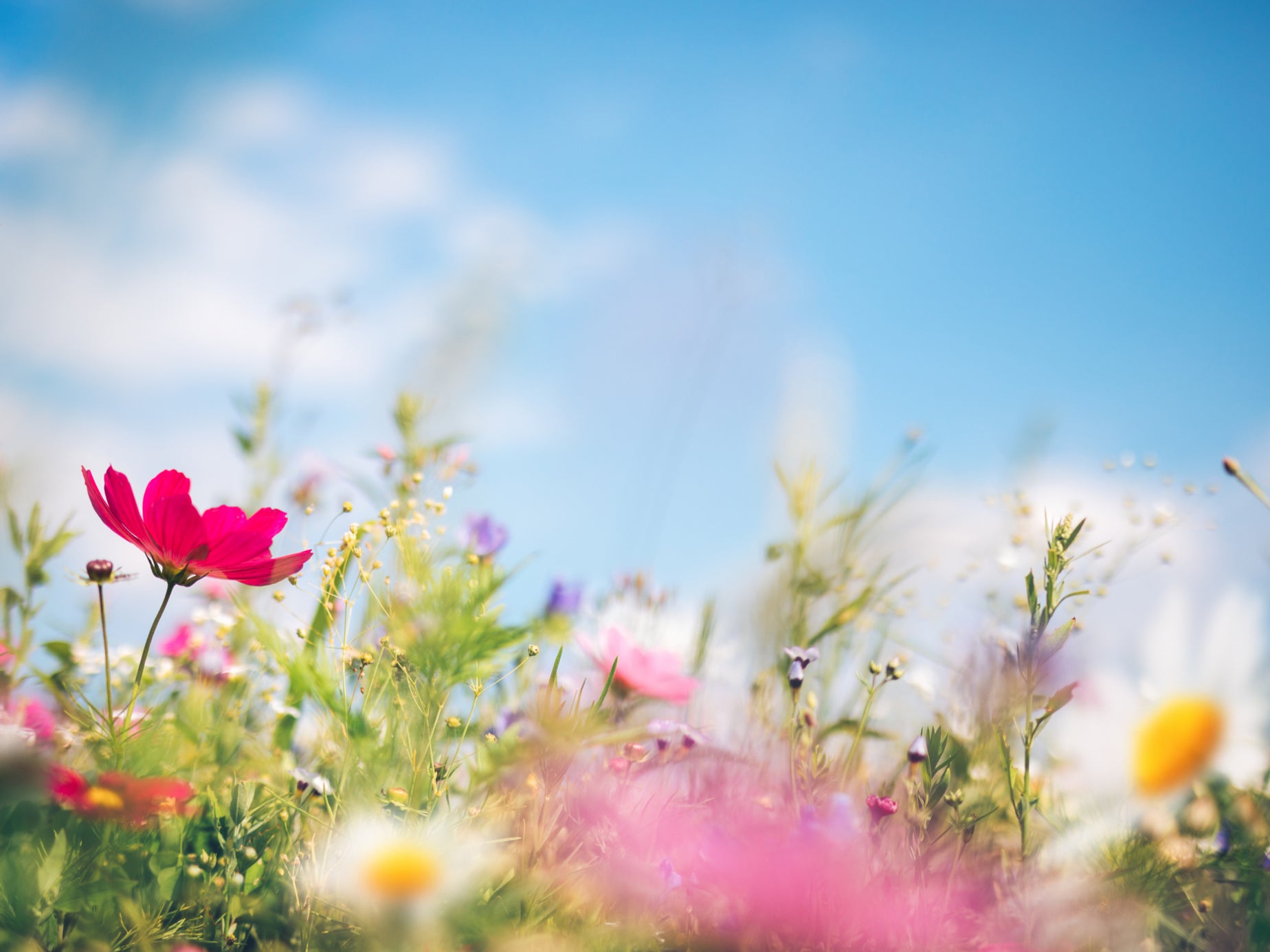 A meadow in spring - when the natural world is at its seductive peak