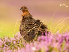 Labour and SNP call for licensed grouse shooting to cut wildlife crime and tackle climate crisis