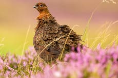 Labour and SNP call for licensed grouse shooting to cut wildlife crime and tackle climate crisis