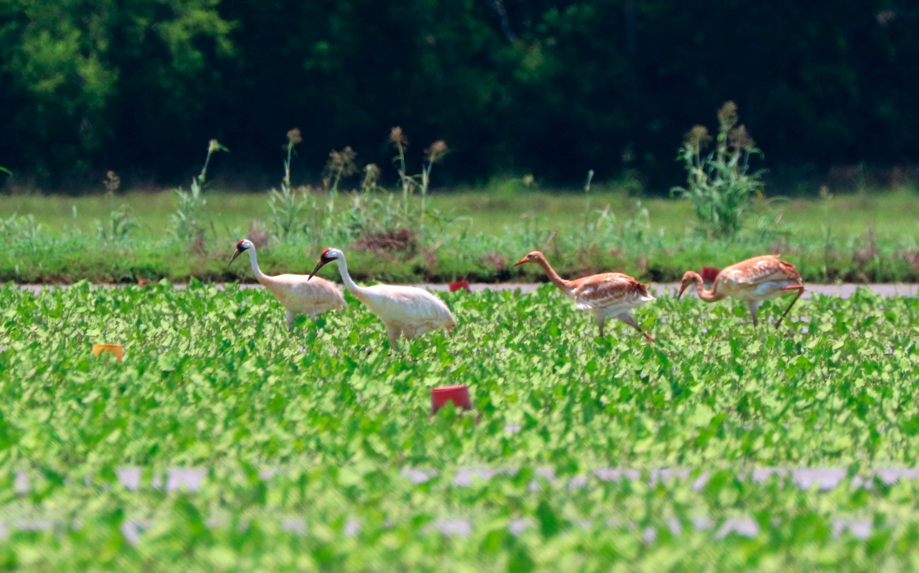 Whooping Cranes Louisiana