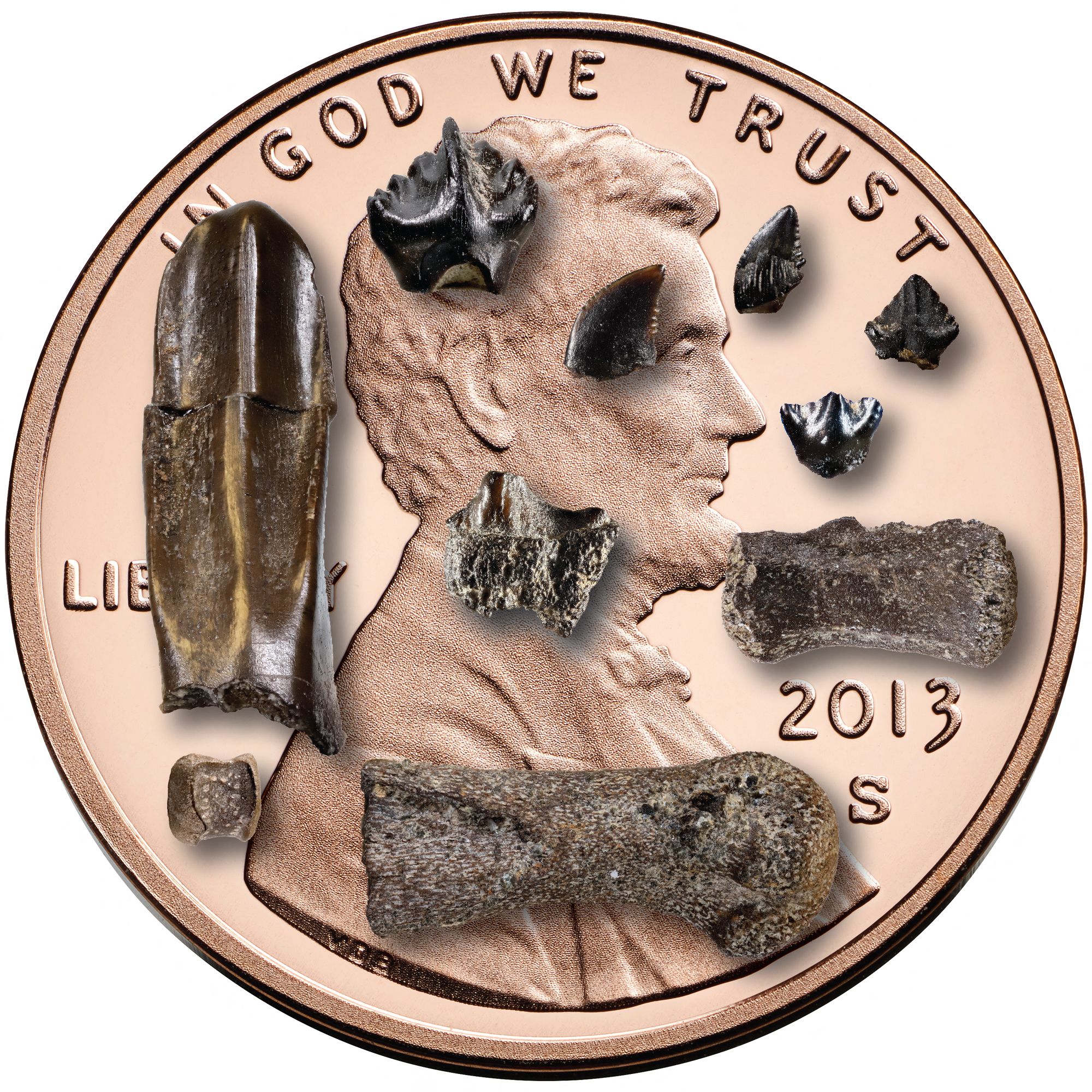 Baby dinosaur bones and teeth found in Northern Alaska, displayed on a US penny