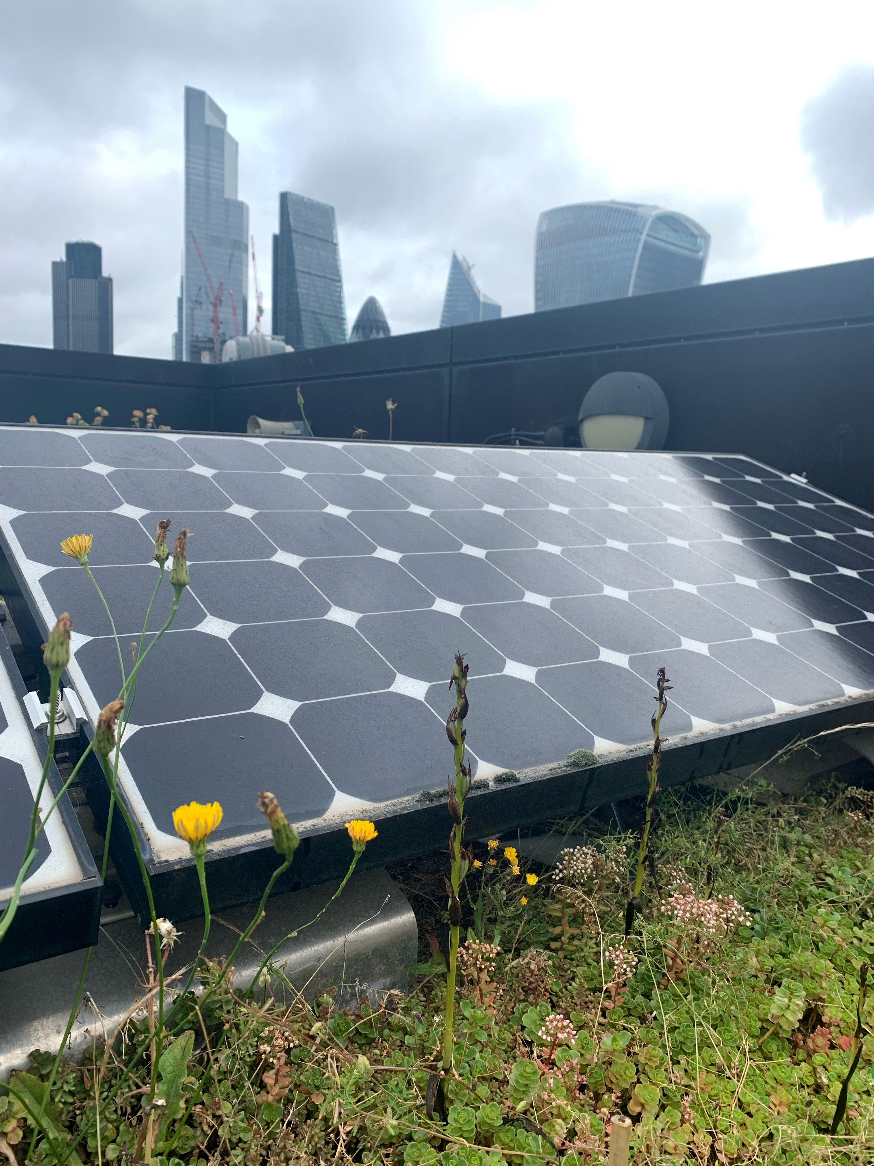 A colony of small-flowered tongue orchids (centre and right) were discovered on a London rooftop after not being seen in the UK since 1989