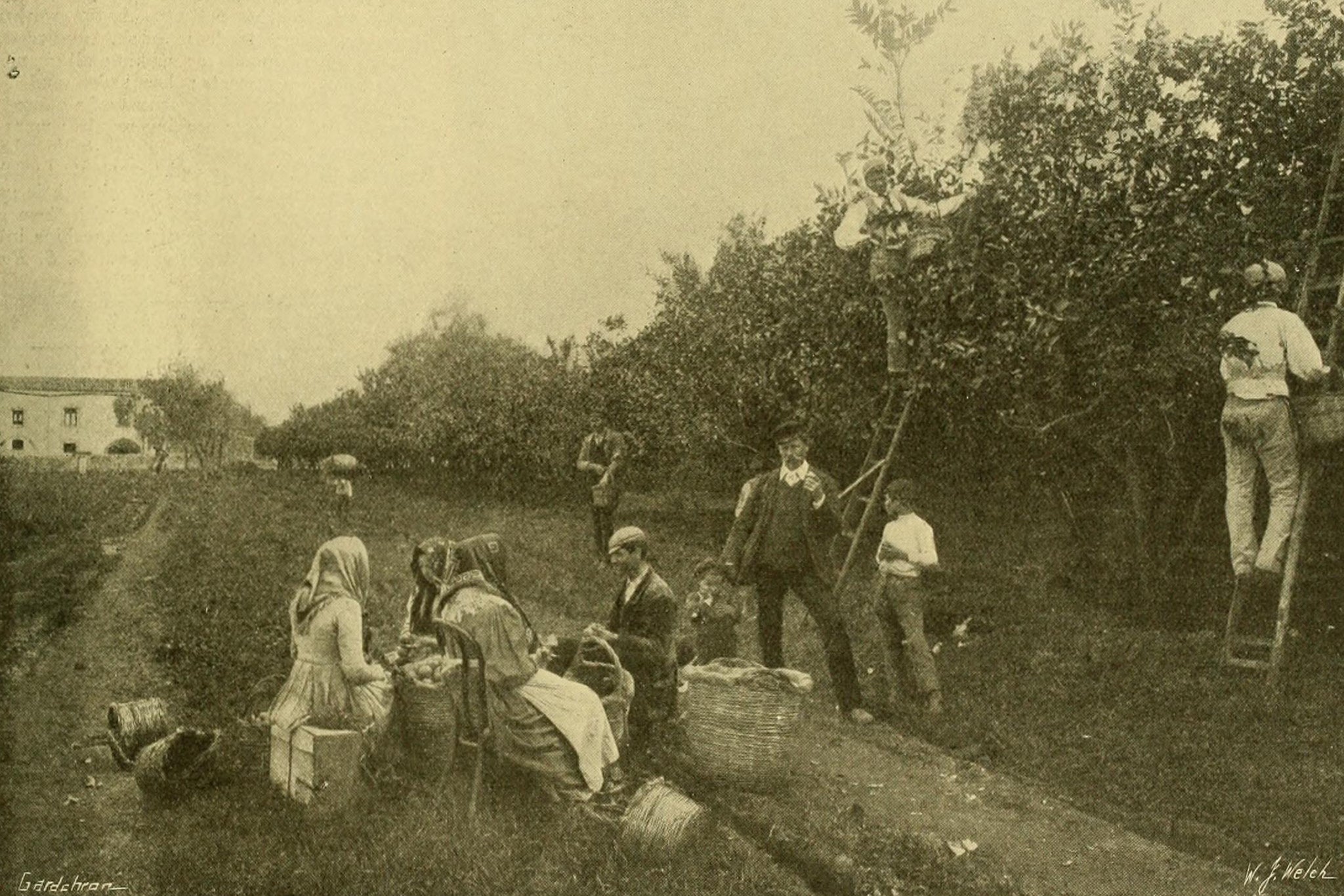 An Italian lemon orchard in 1874, just after the first mention of mafia on Sicily