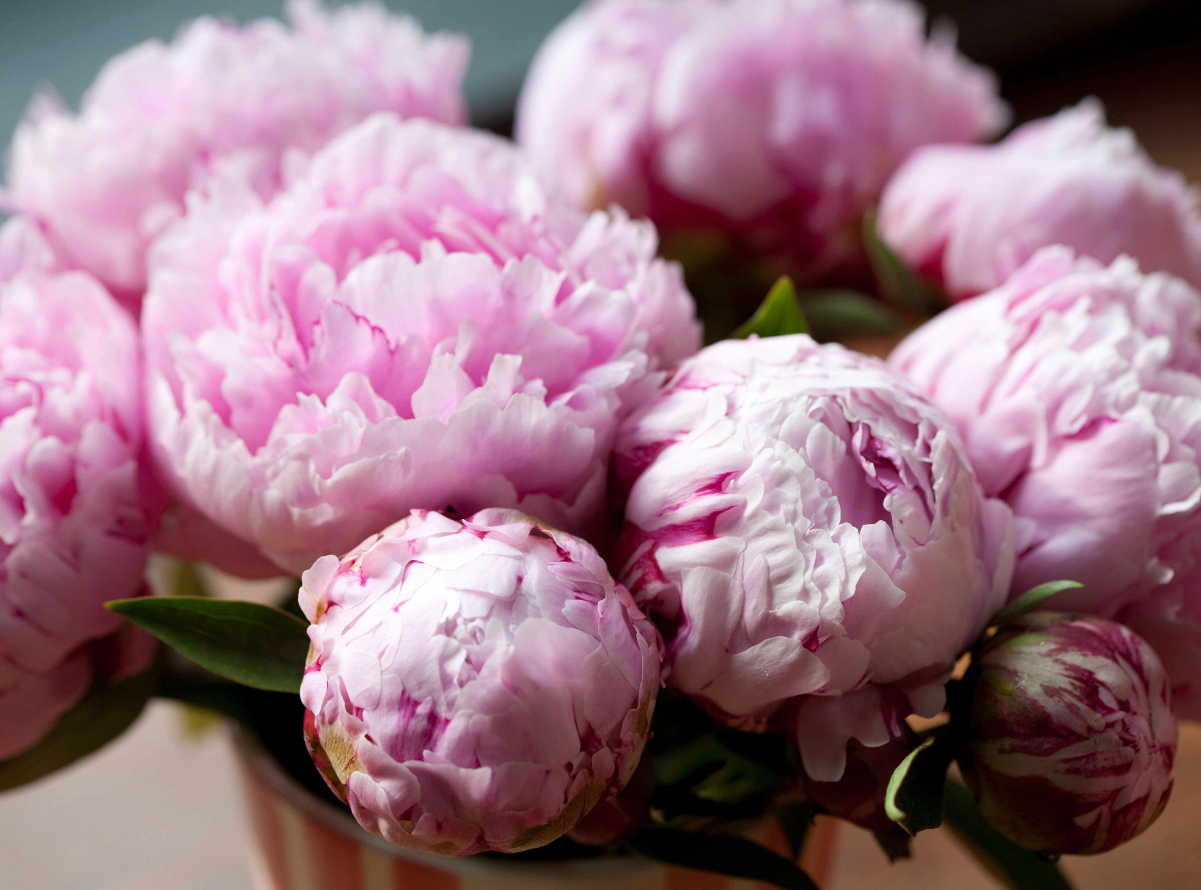 peonies