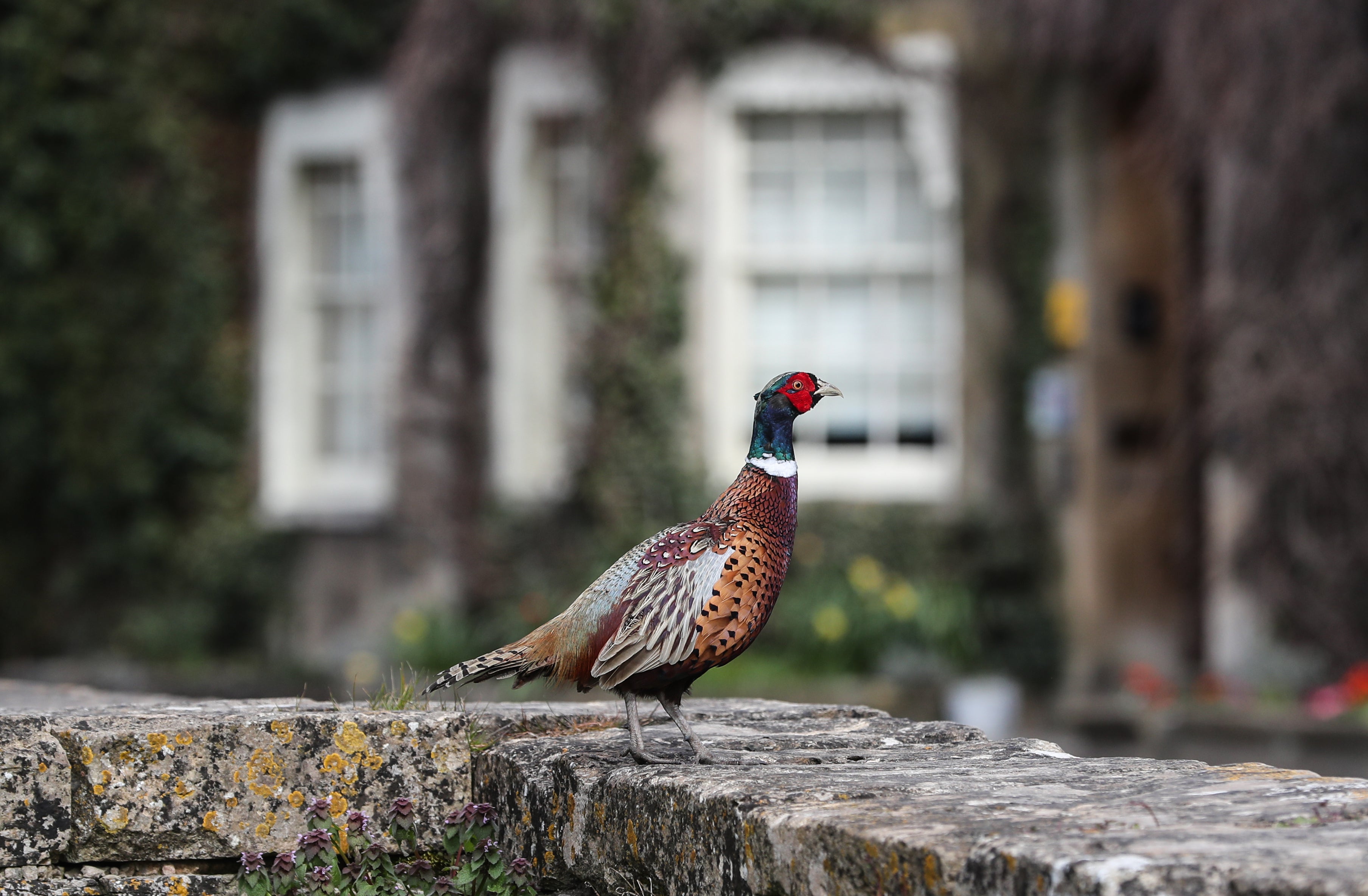 A pheasant in the Cotswolds