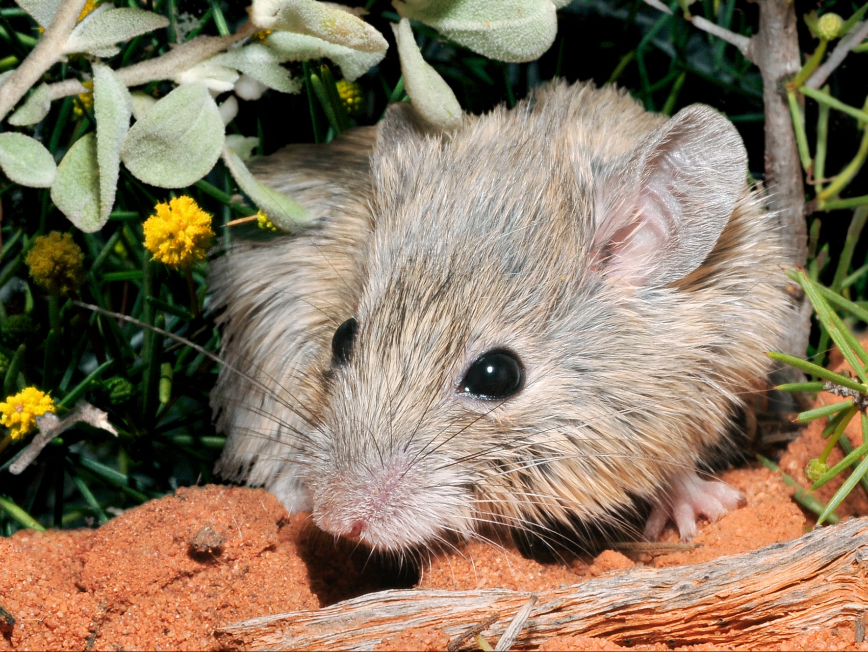 Shark Bay mouse at Faure Island Wildlife Sanctuary in Western Australia