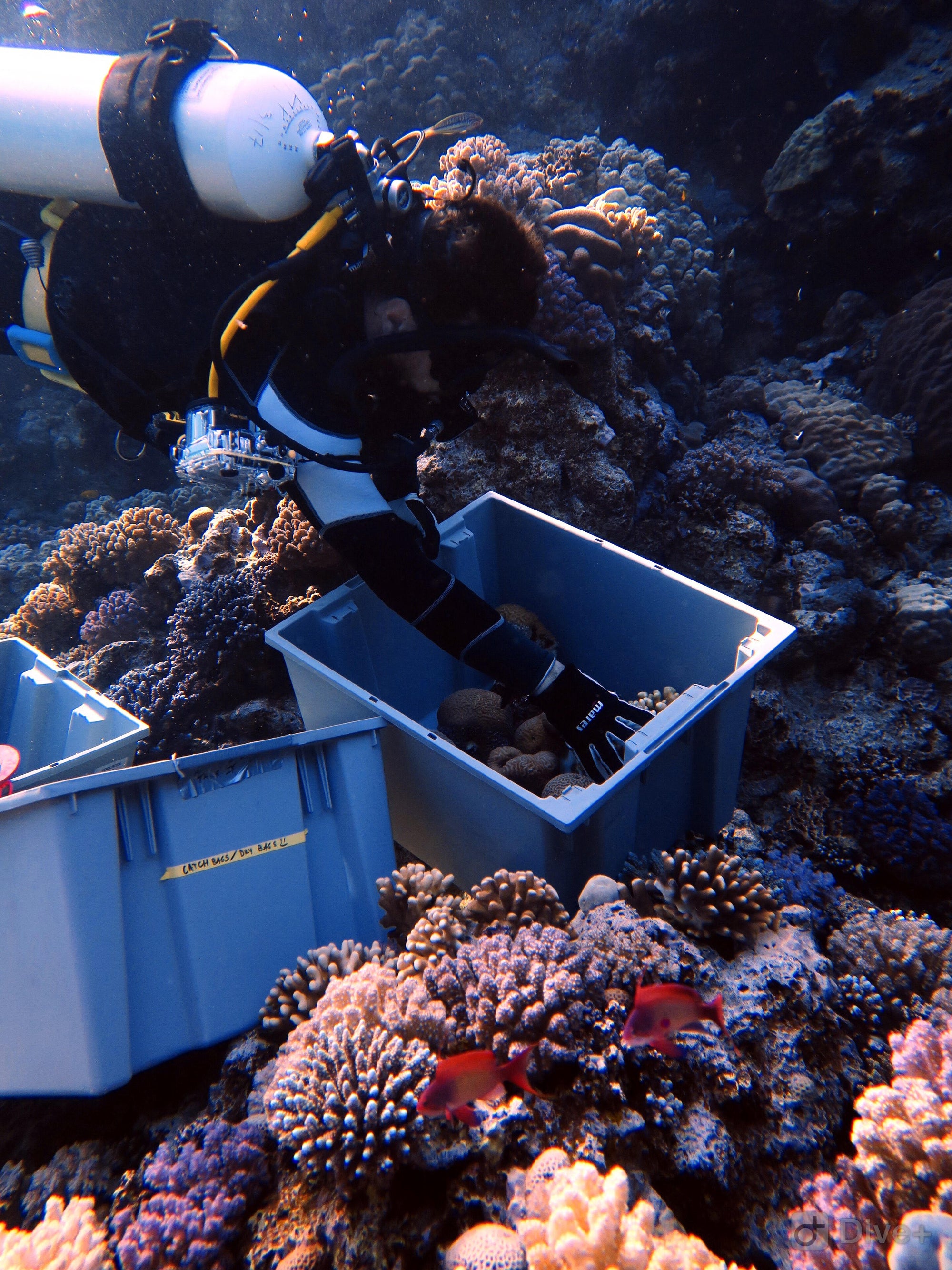 Researchers collecting coral to study in labs