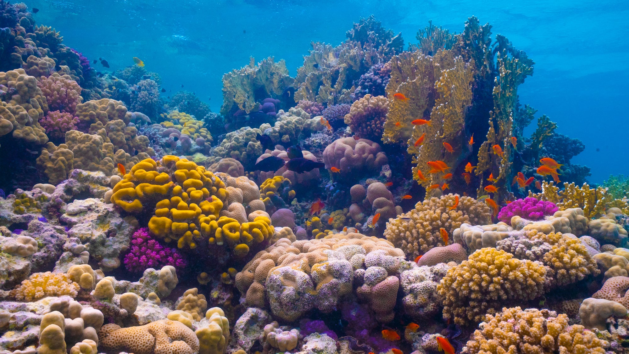 The Red Sea Development Company will create sacrificial reefs to protect natural ones like those found in the Al Wajh Lagoon (pictured)