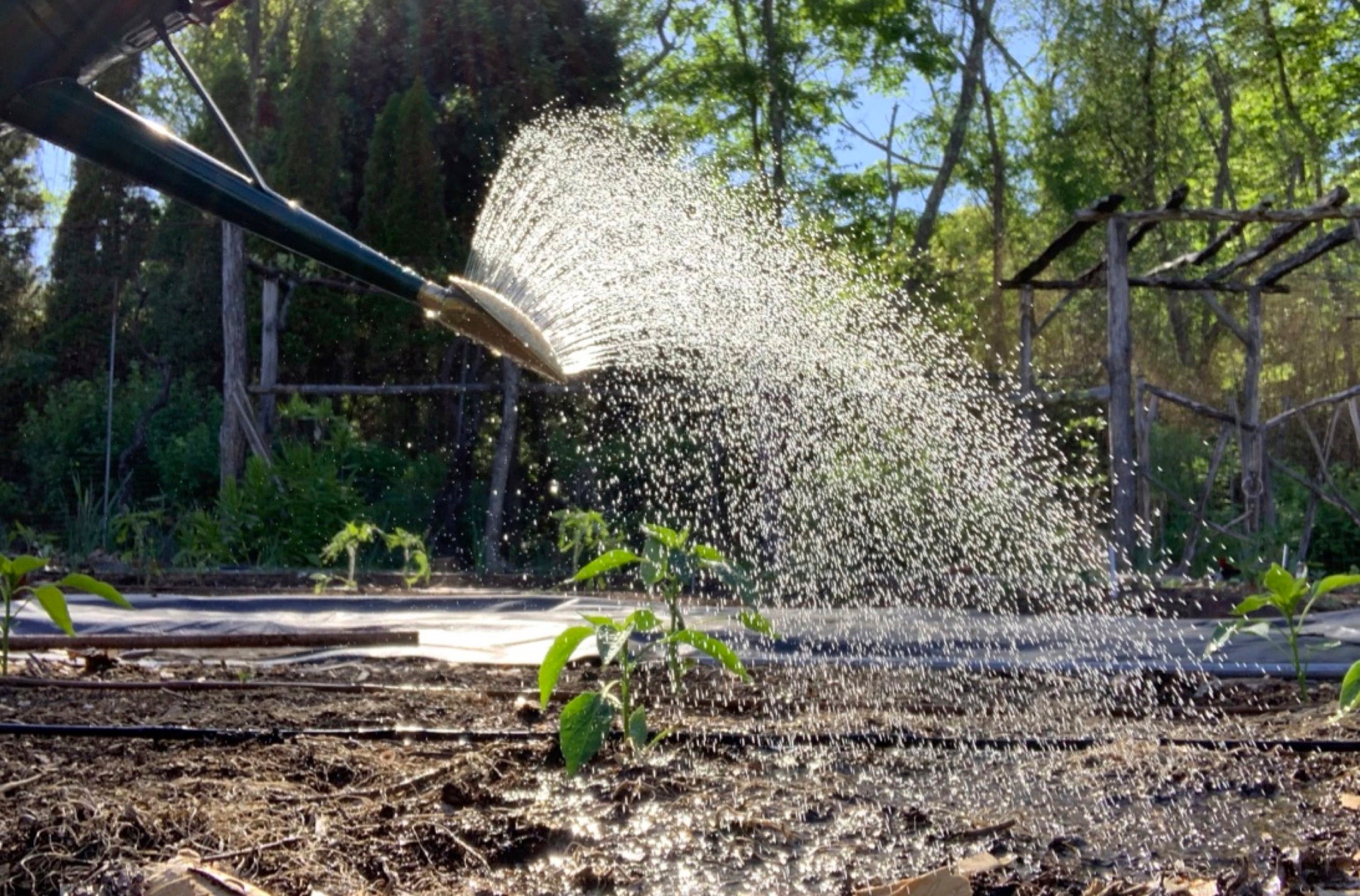 Gardening How Much Rain