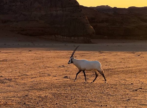 An Arabian oryx, back in the wild