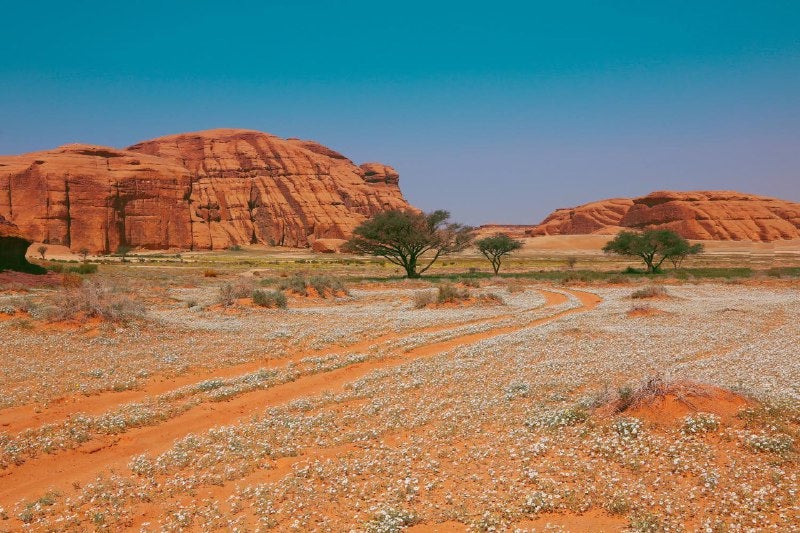 The plants within Sharaan Nature Reserve are slowly recovering from overgrazing