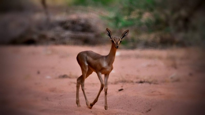 An idmi gazelle in Sharaan Nature Reserve