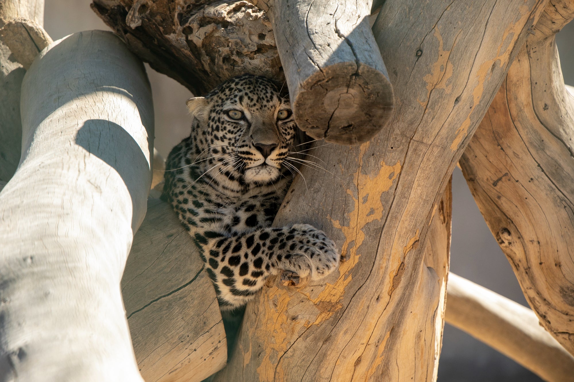 Numbers of Arabian leopards have long been in decline