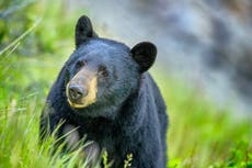 Bears, insects and rattlesnakes invading populated parts of California because of drought