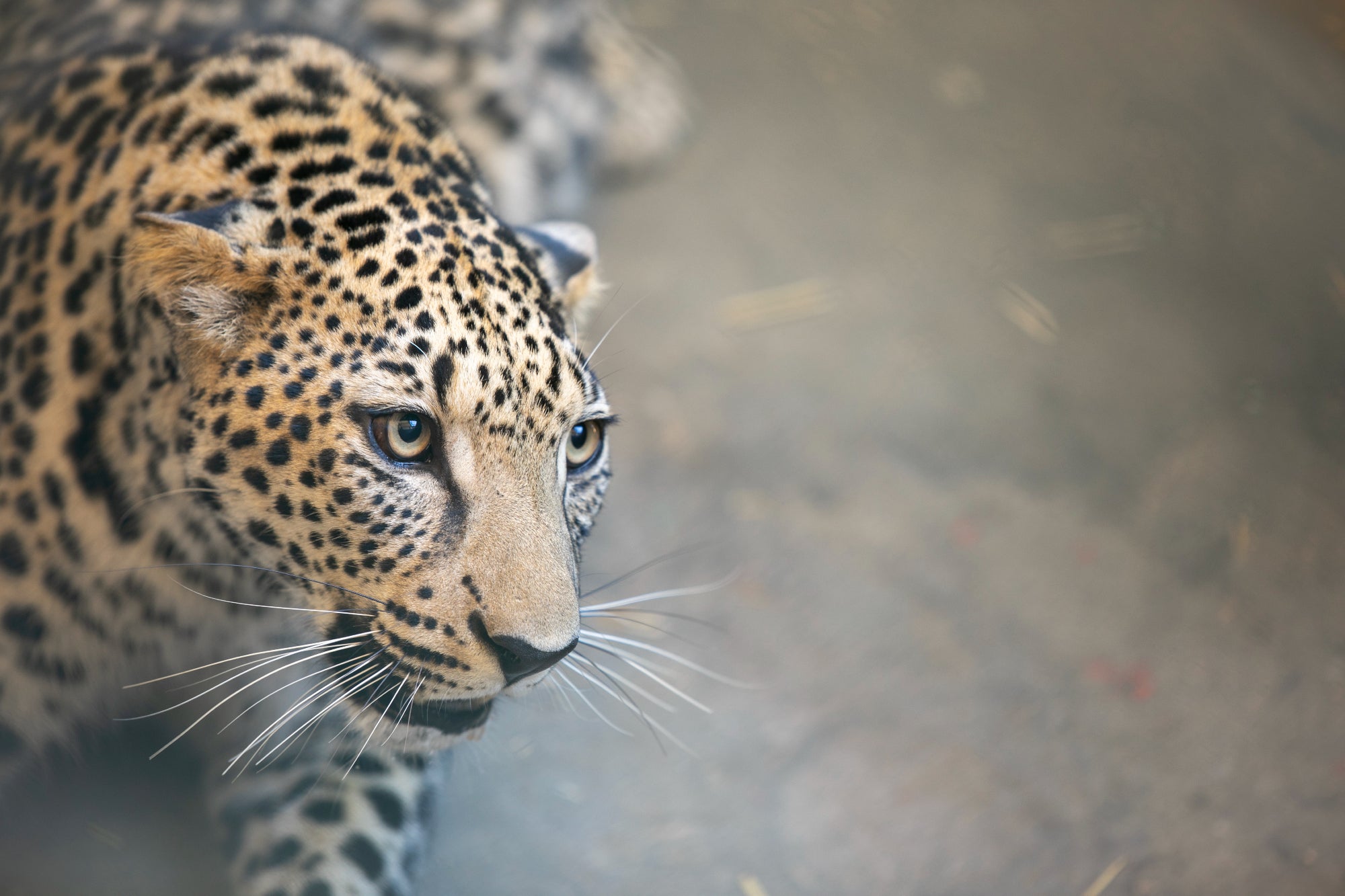 While the captive breeding programme has been successful, it’ll be a while before these big cats are introduced to the wild