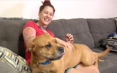 Woman finds dog she lost two years ago while looking to adopt new dog from shelter