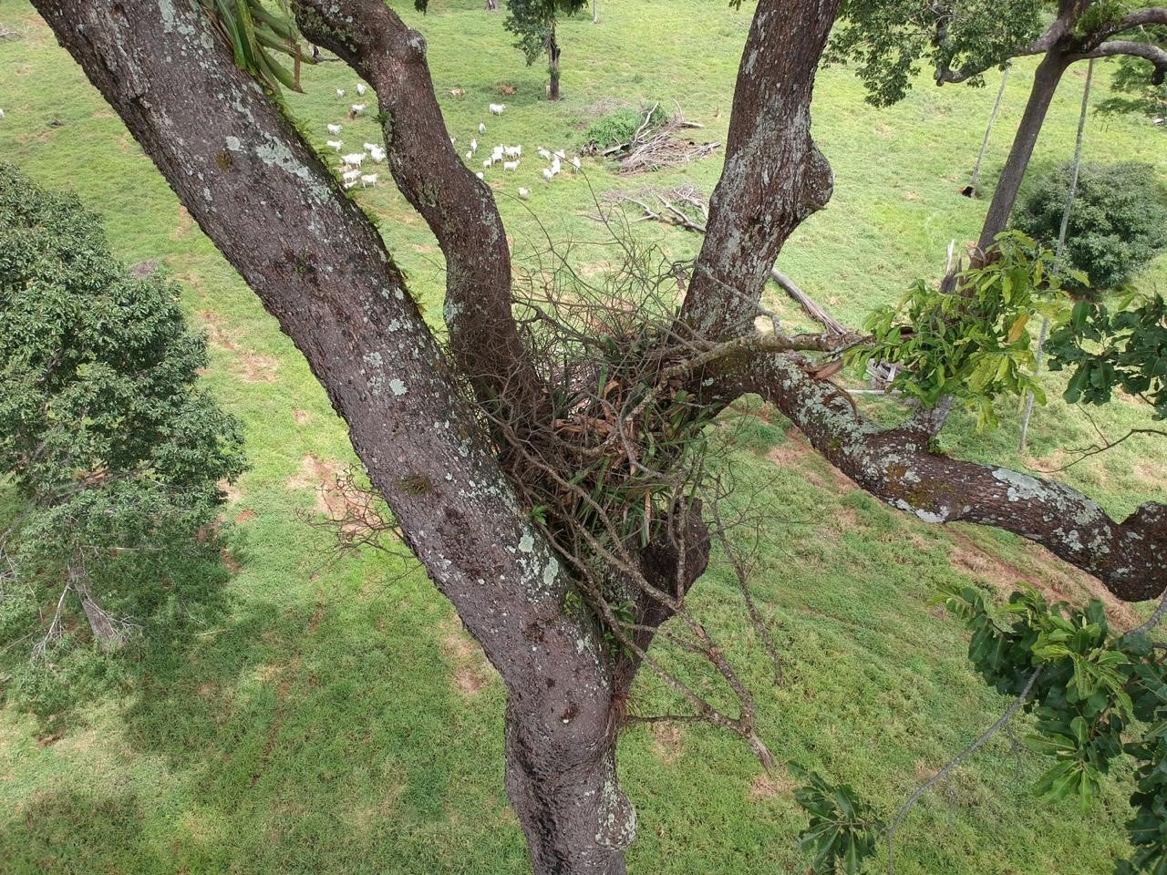 A harpy eagle nest is abandoned following deforestation