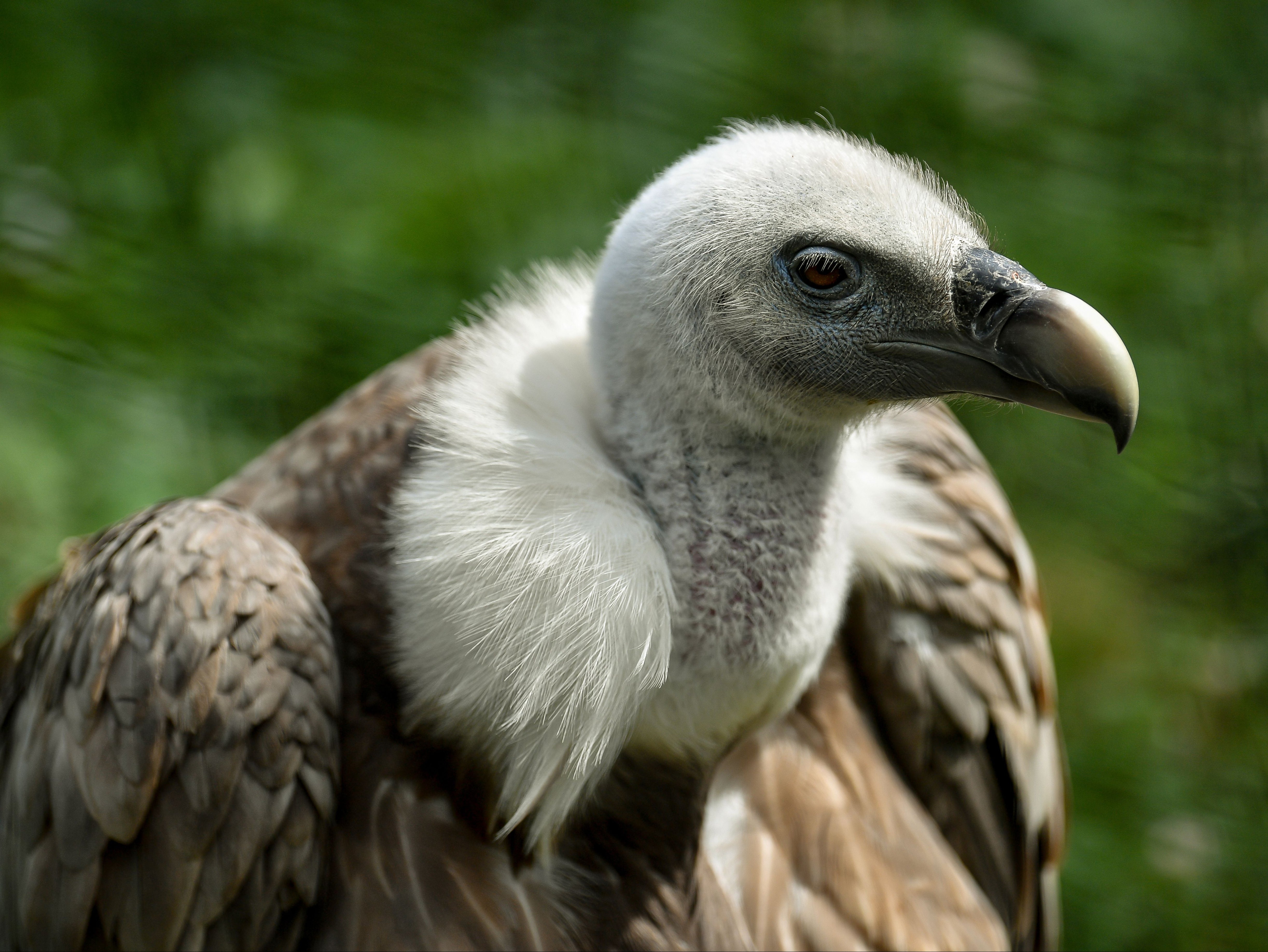 Dozens of griffon vultures were found dead or dying