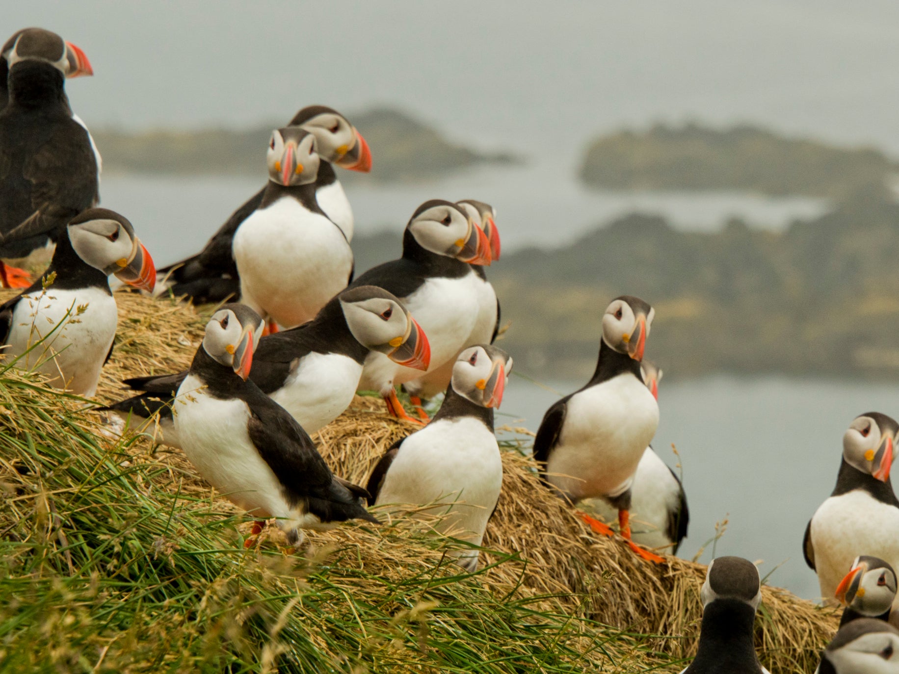 Puffins have declined precipitously in recent decades as their prey has become less abundant through the climate crisis and overfishing