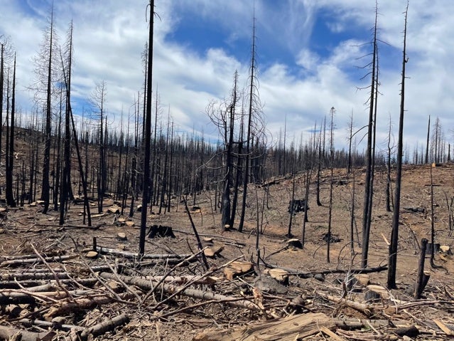 Dead trees in the Plumas National Forest following the devastating wildfires which struck in Butte County, California last year