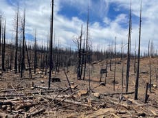 ‘They died trying to get to water’: Rancher who lost his herd to wildfire has a dire warning