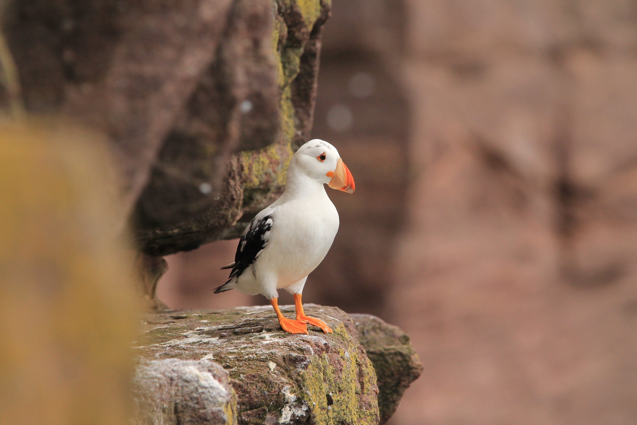 White puffin