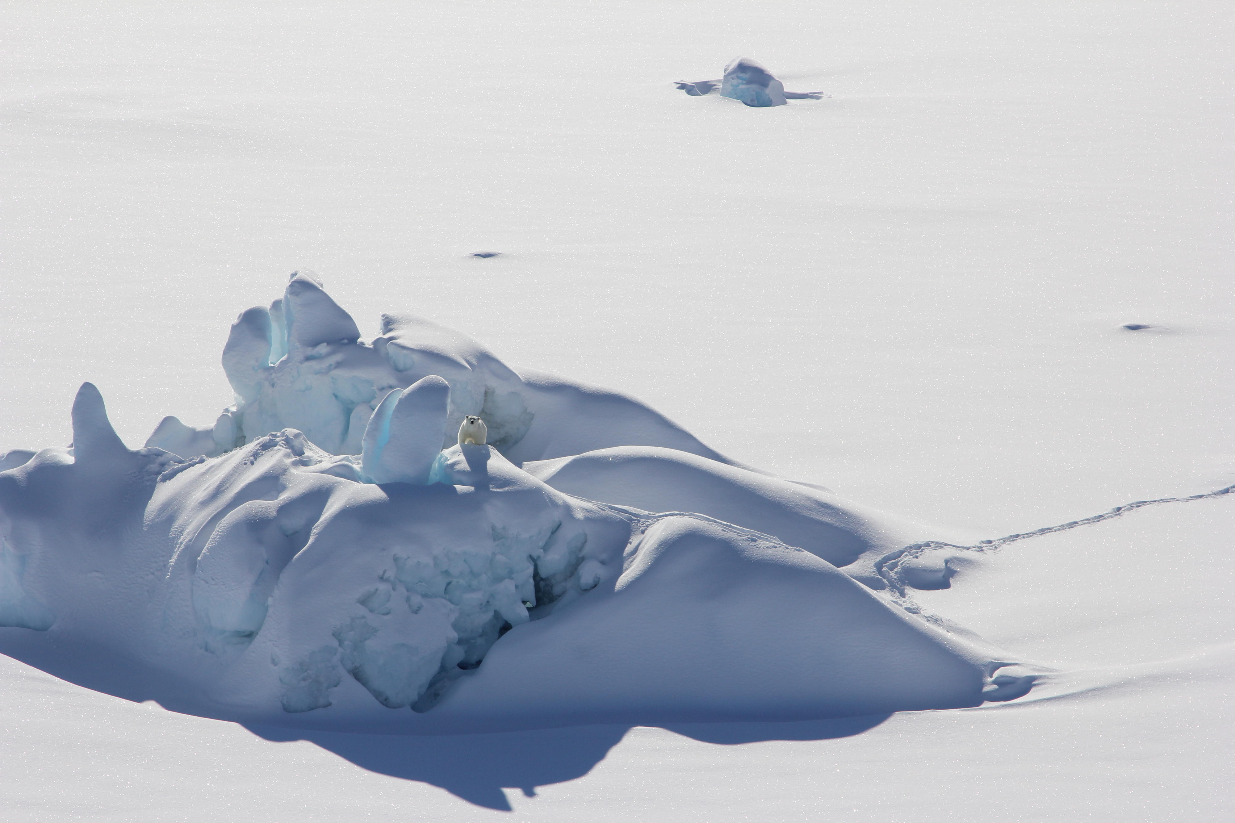 Global heating played a role in the record melting of a ‘last refuge’ for polar bears in the Arctic