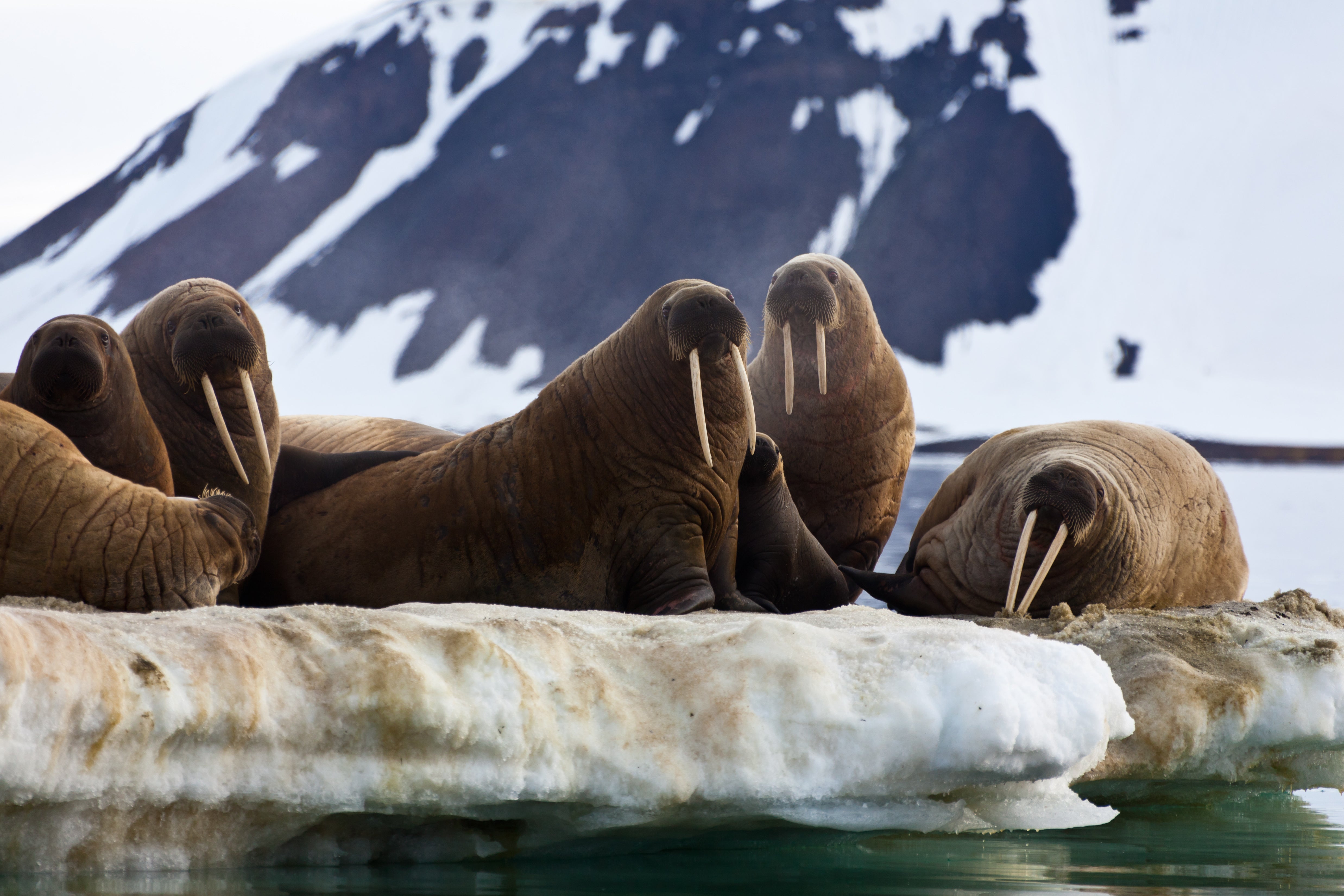 Walruses are one of many marine mammals threatened by rapid ice loss in the Arctic