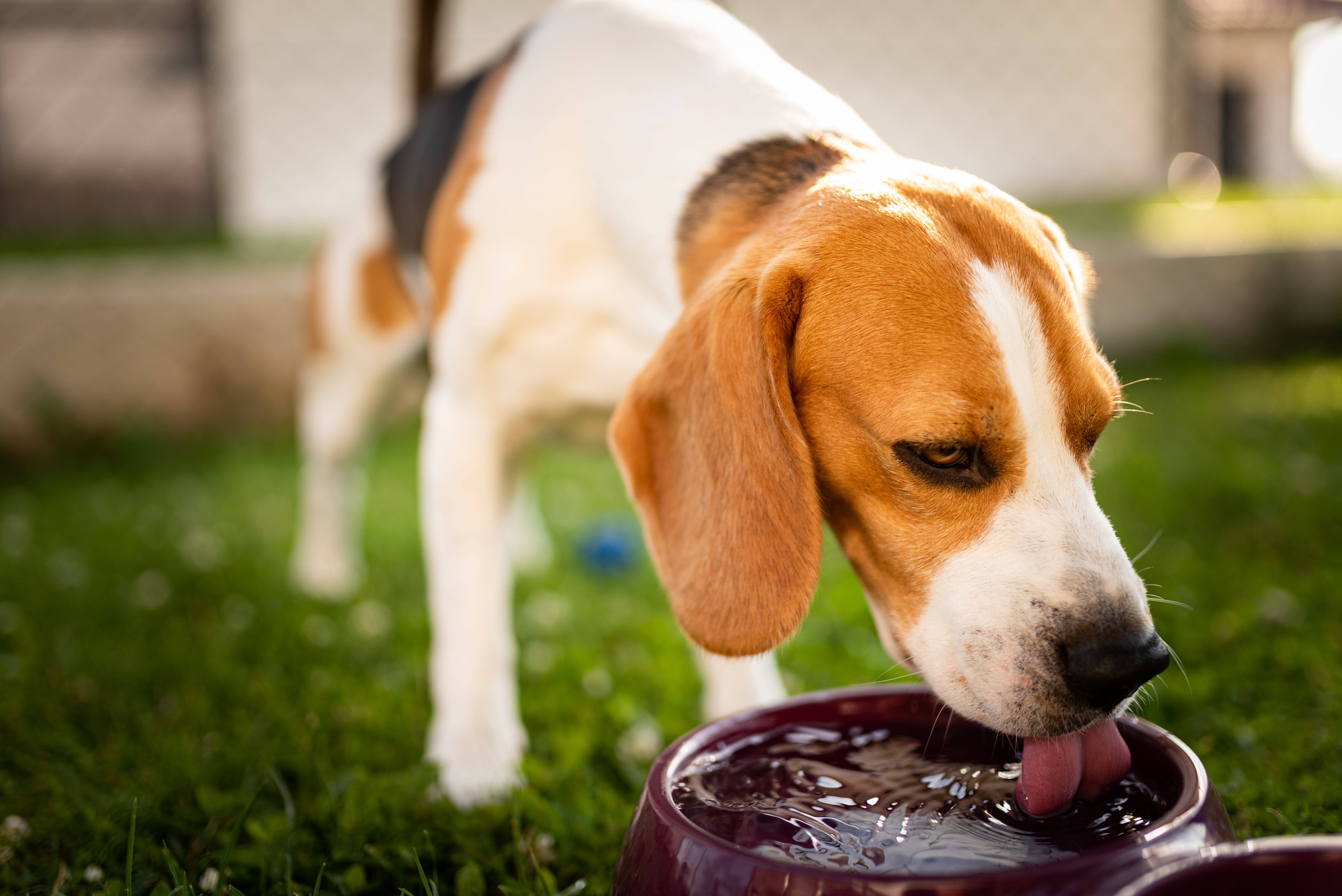 RSPCA advised dog owners against walking their pets in the heat