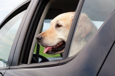 What to do if you see a dog trapped in a hot car 