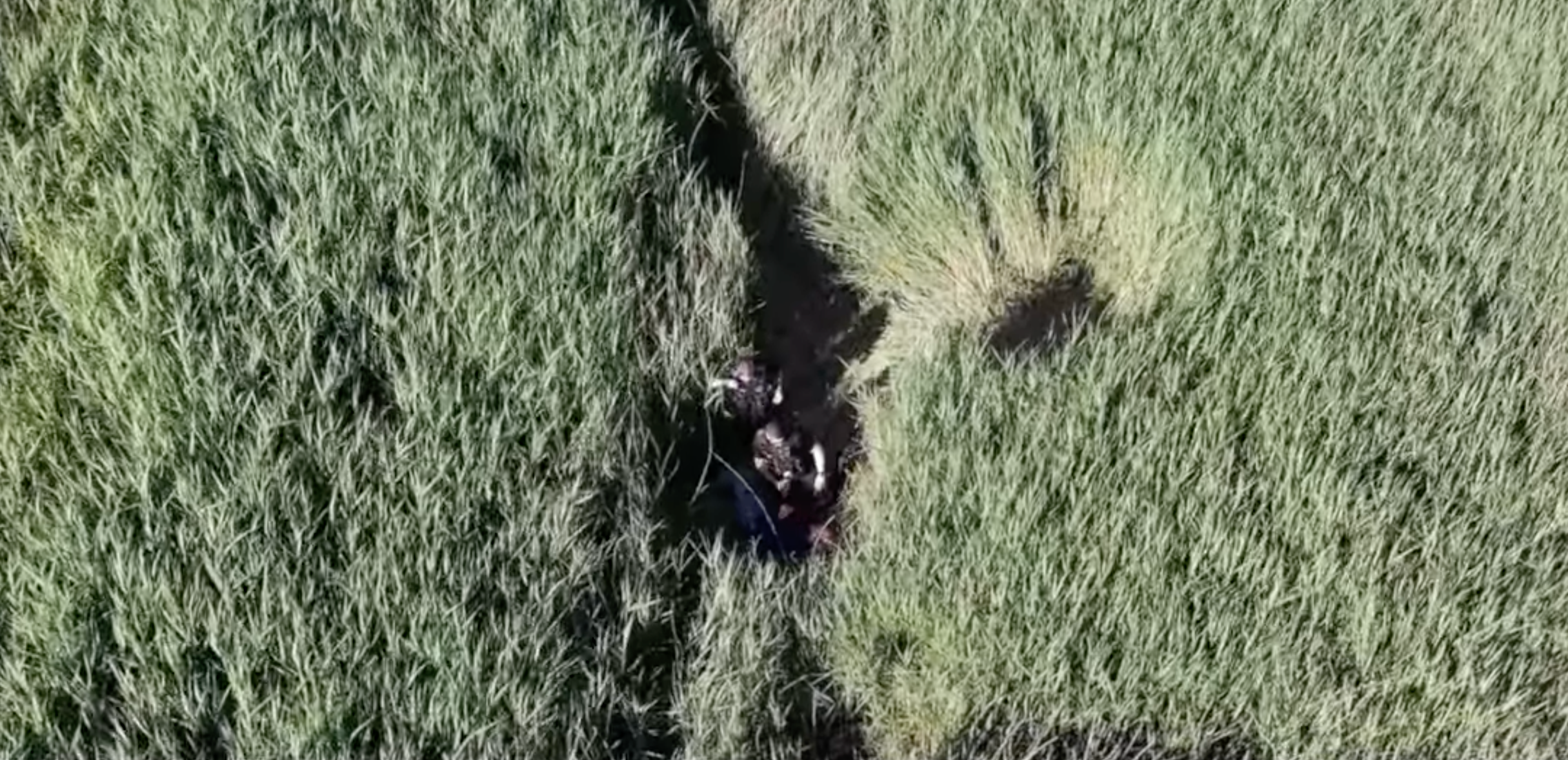 Drone footage of the moment Mr Giblin was rescued by North Wales Police