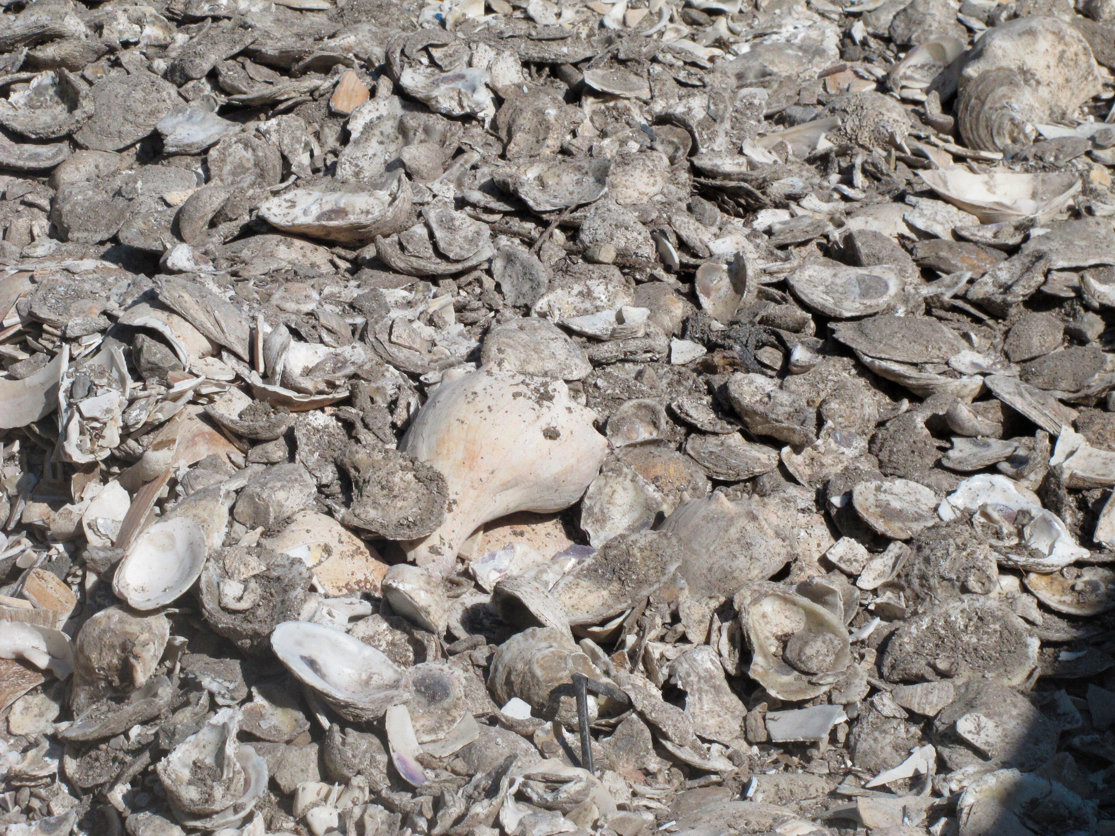 Restaurants-Oyster Restoration