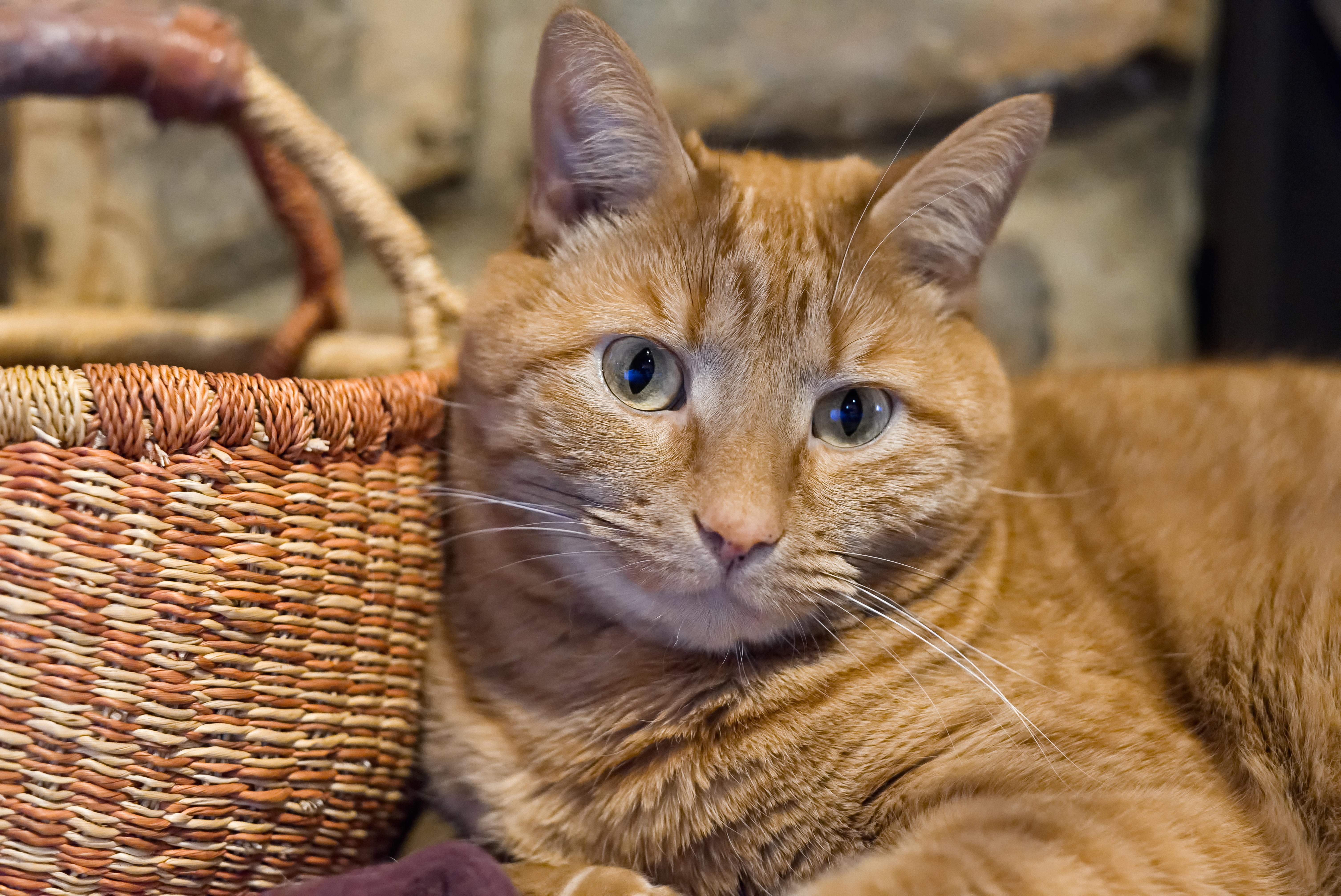 Ginger cat