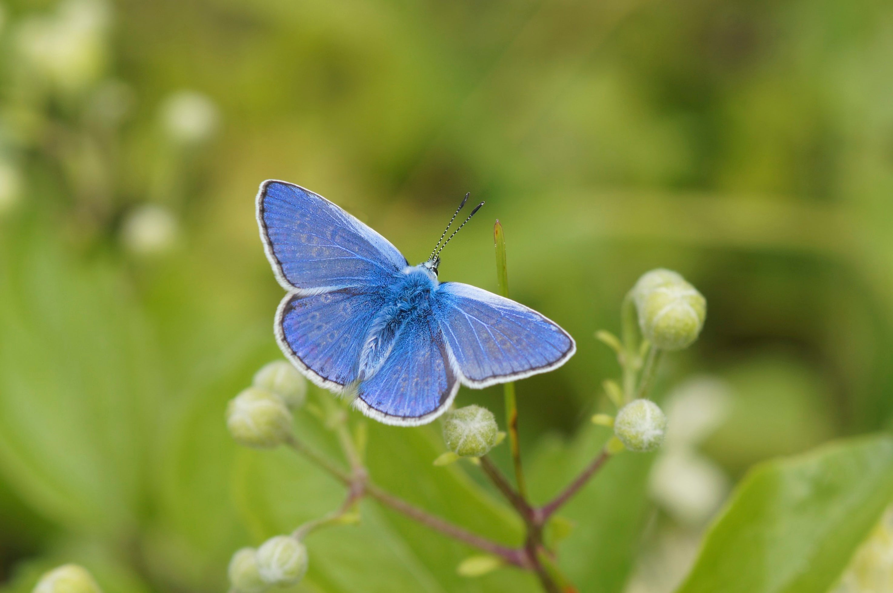 Common blue butterfly