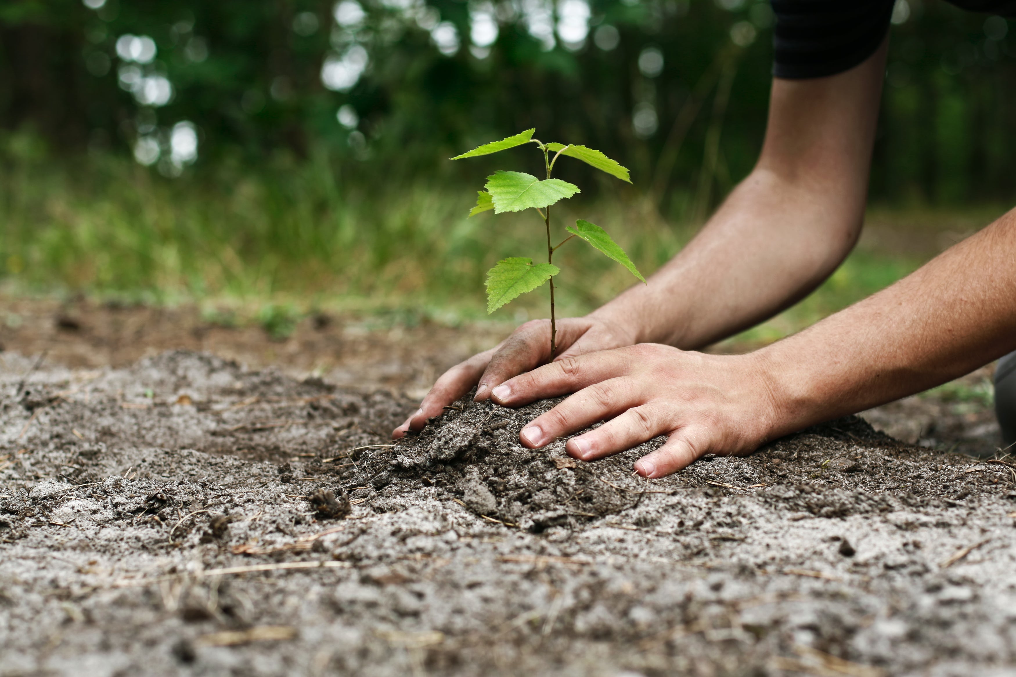 Planting trees is the cheapest form of carbon capture but there’s a limit to how much trees can absorb