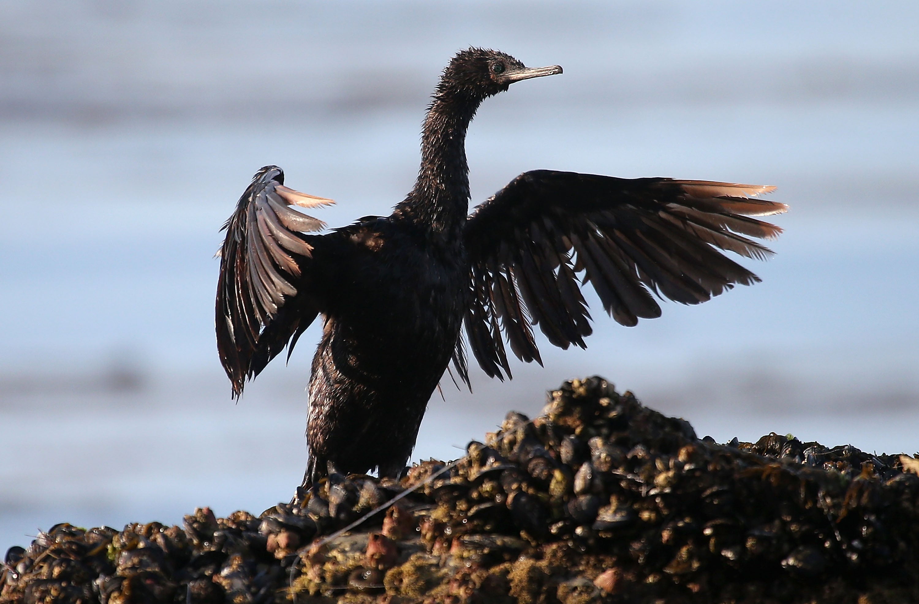 UK should lead the way by recognising acts of ecocide, such as major oil spills, as a criminal offence, says Green Party peer