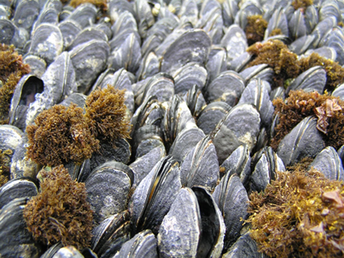 Dead mussels and live mussels with eroded shells and gaping open, possible symptoms of stress from declining ocean pH.