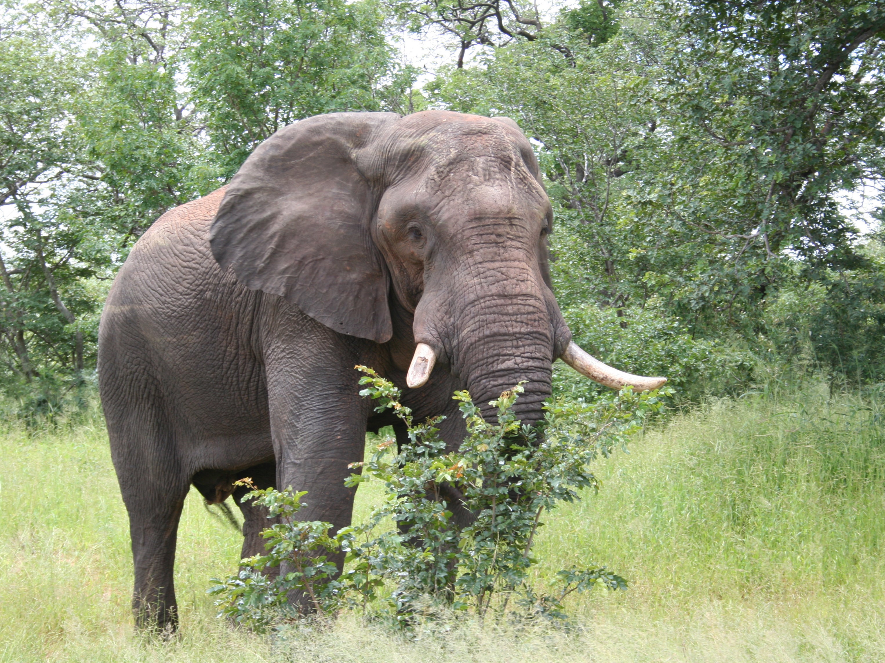 The elephants, weighing over 25 tonnes in total, will be flown from Kent to Kenya