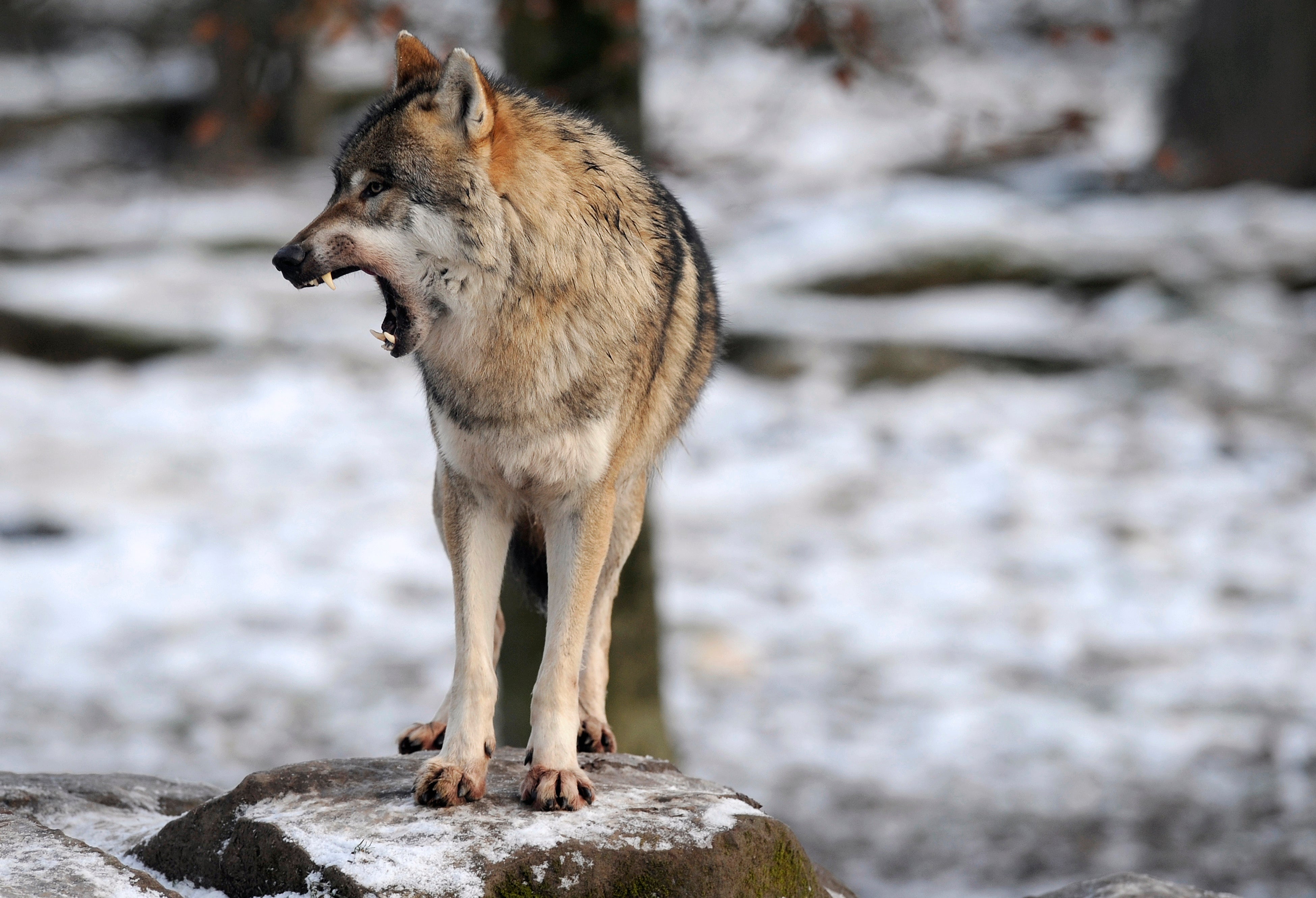 In places such as France wolves have returned with success