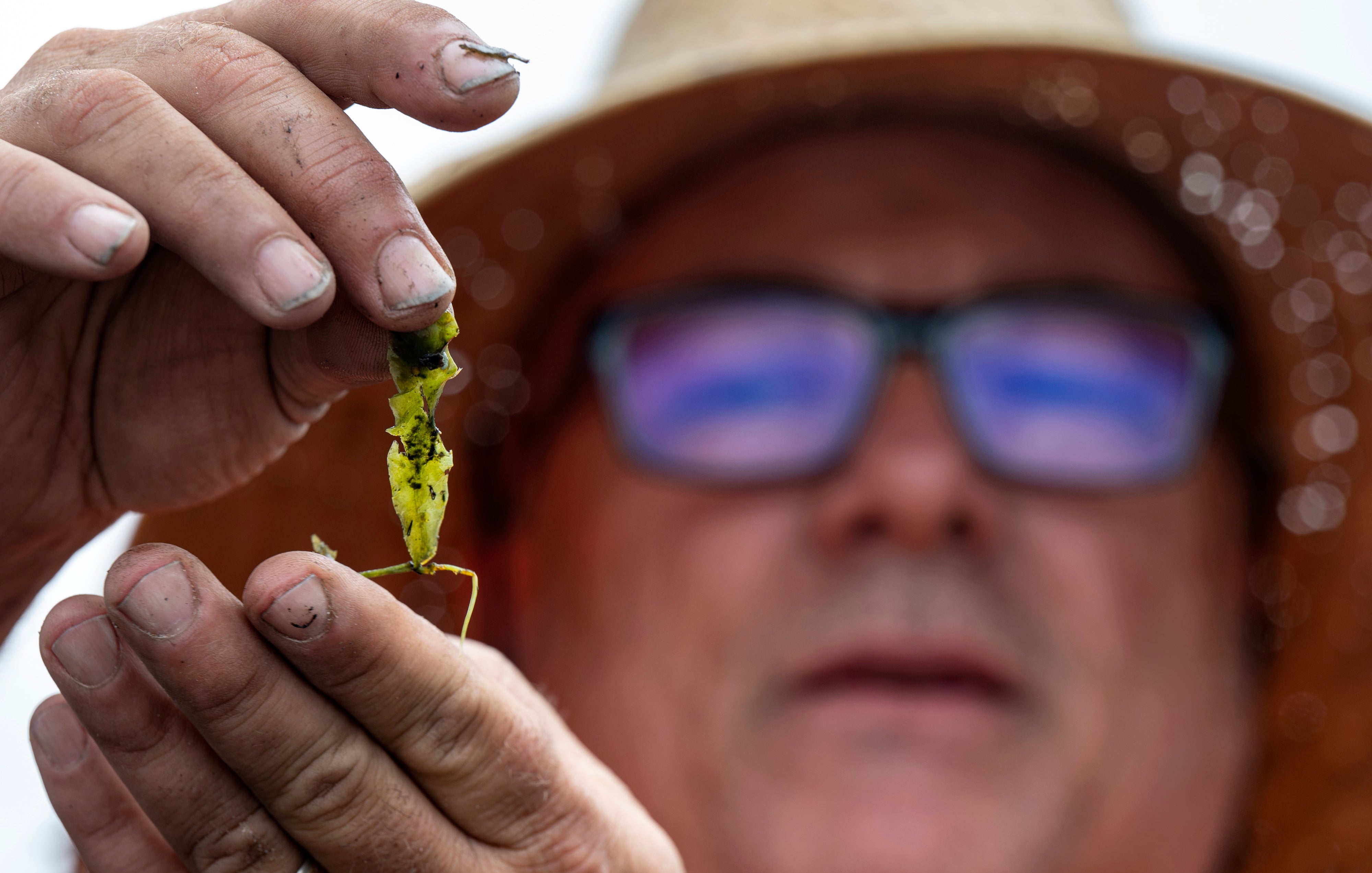 California-Invasive Algae