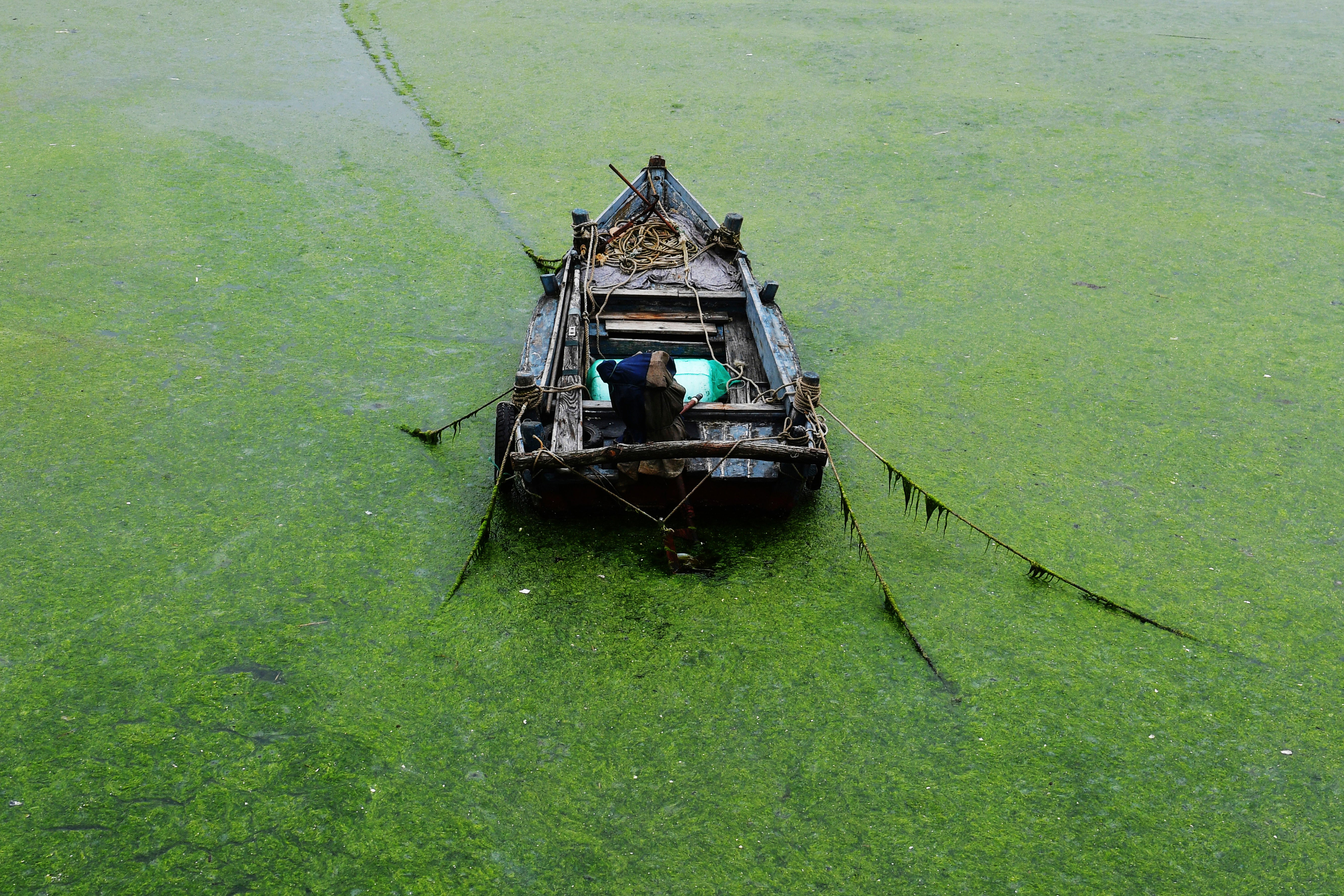 APTOPIX China Algae Bloom