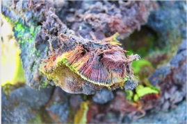 Indian scientists discovered a new moss species in eastern Antarctica and named it Bryum Bharatiensis