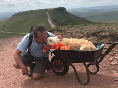 Man carries dying dog up favourite mountain for emotional farewell walk