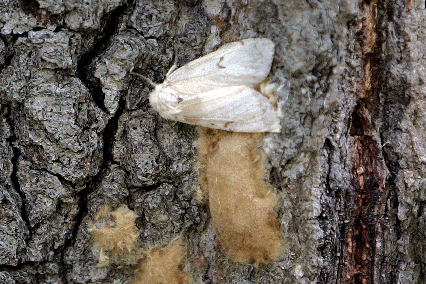 Bugged Moth Name